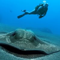 Madeira Diving: Accommodation and 6 dives