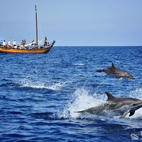 Dolphin and Whale watching from Calheta