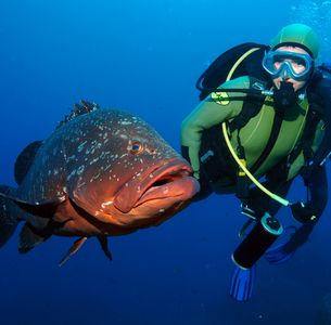 Open Water Diver - Beginner Course