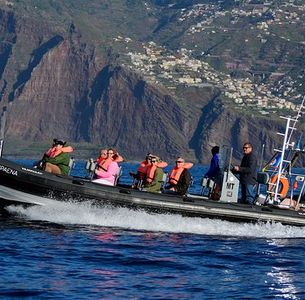 Dolphin and whale watching from Machico