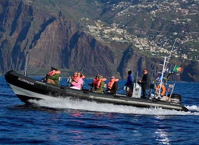Dolphin and whale watching from Machico