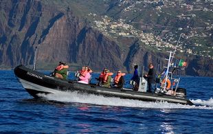  / Dolphin and whale watching from Machico