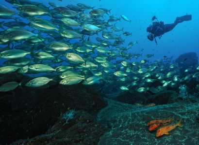 Discover Scuba diving