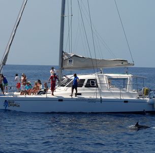 Delfin- und Walbeobachtung ab Funchal