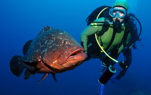  / Open Water Diver - Beginner Course